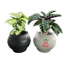 Chậu trồng cây 20*5
